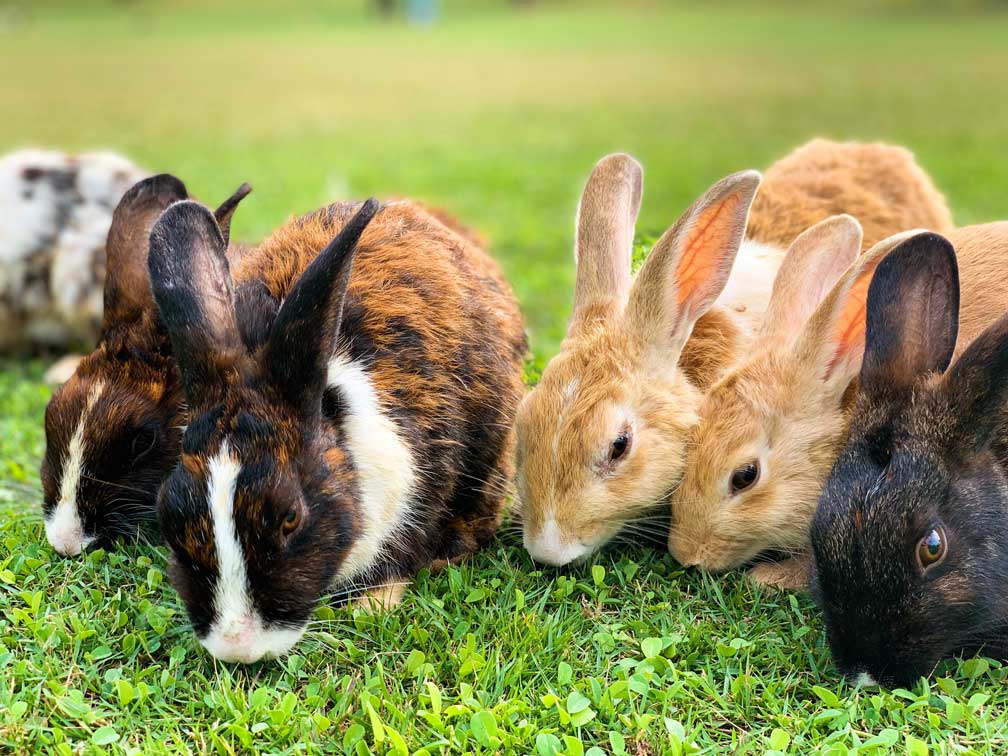 huren grijs Shilling Konijnen - Dierenhofke