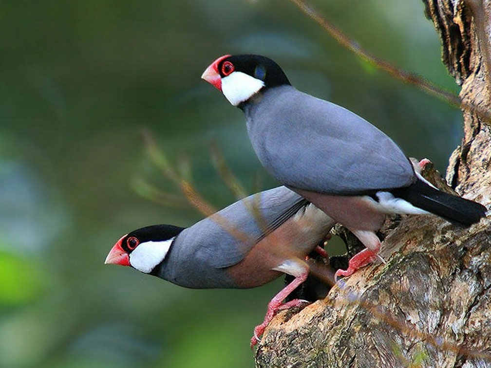 Rijstvogels Dierenhofke